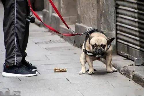 女子遭犬类袭击，司机紧急鸣笛救援