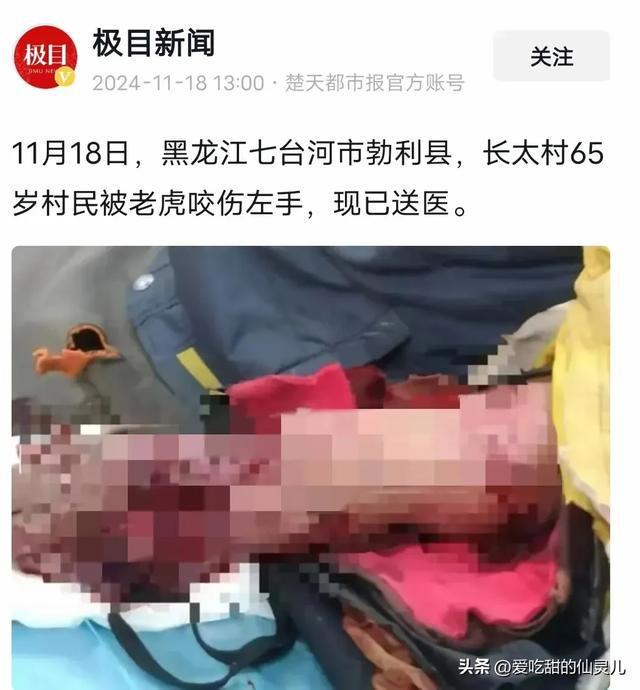 科技与自然交汇，无人机发现疑似咬伤人东北虎热源探索新纪元