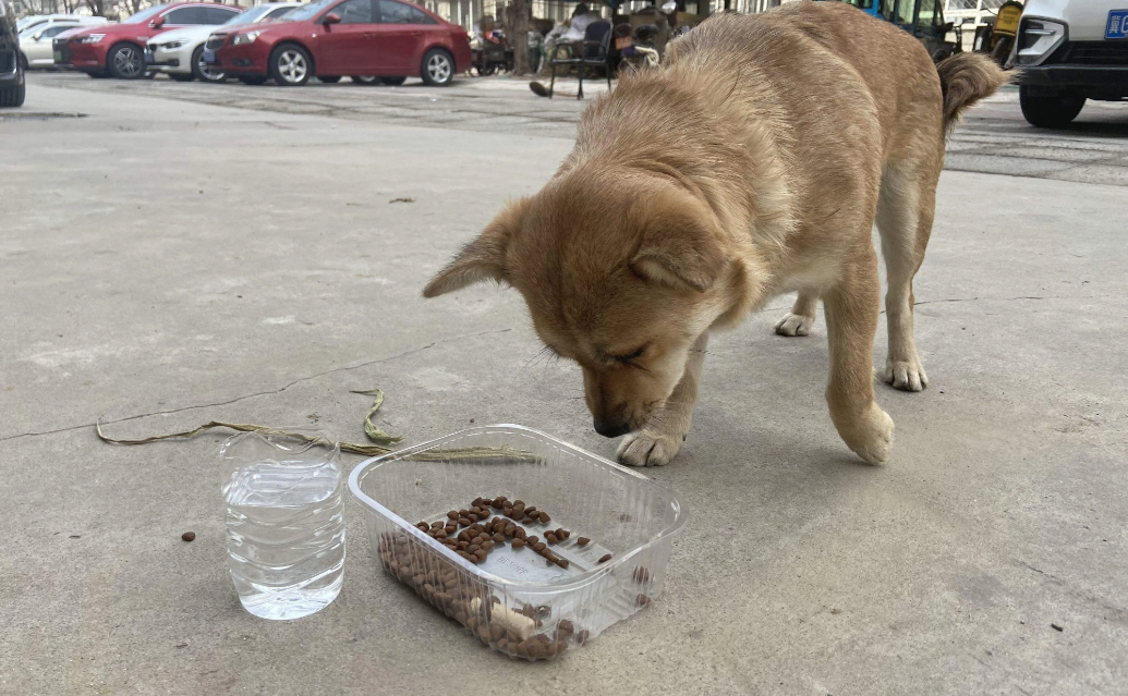 小伙被流浪狗认出，人与犬之间的深情厚意感人至深