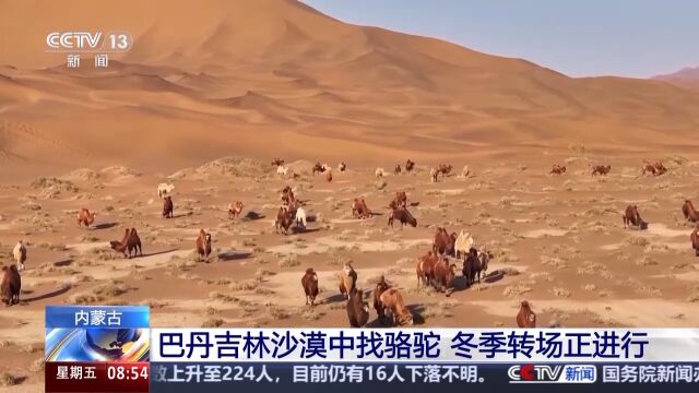 牧民视角下的沙漠骆驼探寻之旅，独特体验与VCR的启示