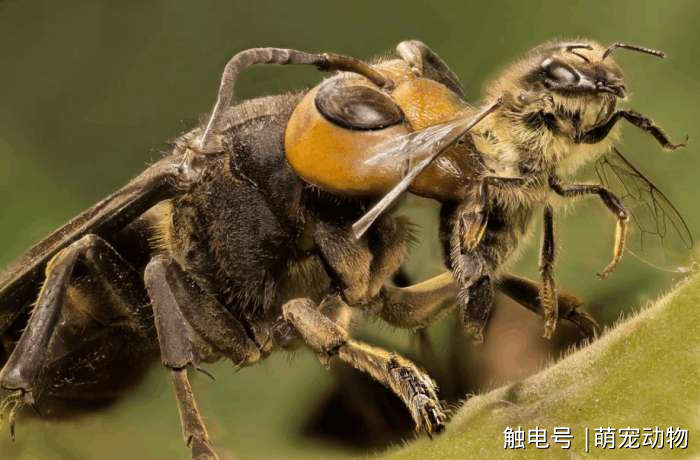 揭秘生态平衡背后的奥秘，数千只虎头蜂容忍鸟撕裂蜂巢背后的生物智慧探究