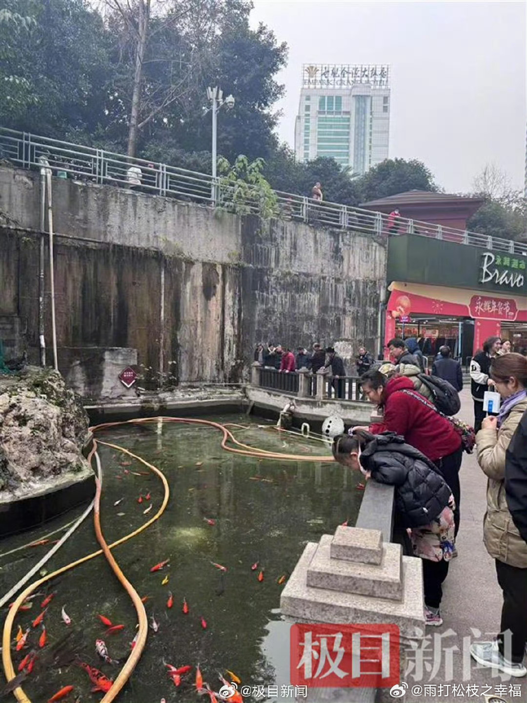 男子滥用杀虫剂毒死大量锦鲤引发生态破坏案，警方介入深度调查