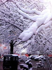 北京瑞雪纷飞